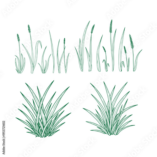 Hand-drawn green grass and plantain leaves vector illustration set, perfect for nature-themed designs, organic product labels, or botanical backgrounds.
