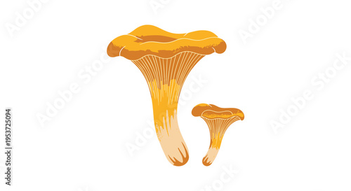 A simple and elegant illustration of two golden chanterelle mushrooms, a large one and a small one, on a white background.