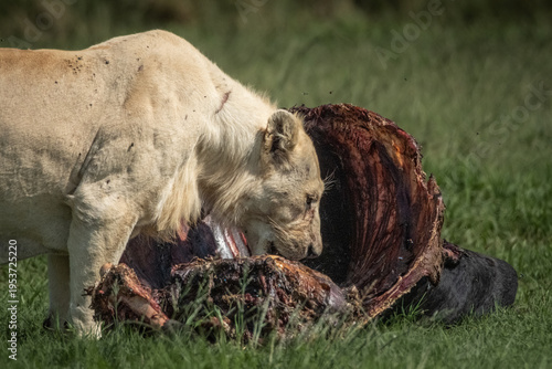 Εκτύπωση καμβά Side view of a lioness walking alertly through green grass, mouth slightly open and eyes fixed ahead