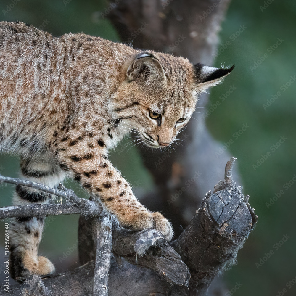 Obraz premium Bobcat Kitten