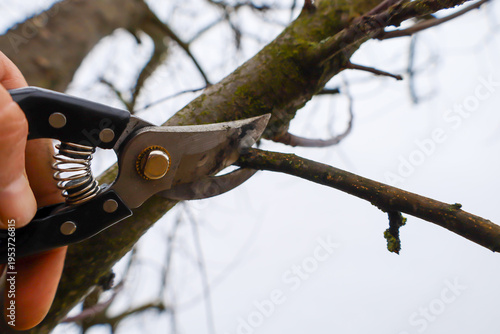 A gardener performs precise spring pruning of a thin fruit tree branch using a sharp pruner. The clear image demonstrates plant care techniques essential for healthy growth and yield.