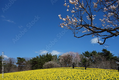 海浜公園の梅