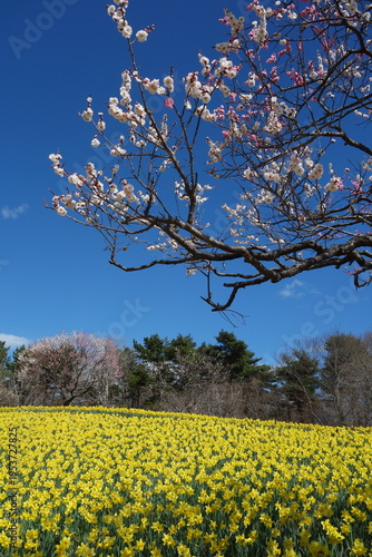 海浜公園の梅