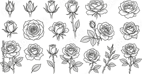 Professional Rose Sketch and Botanical Illustration Set Featuring Detailed Floral Drawings Buds Blossoms and Elegant Rose Petal Outlines for Creative Design