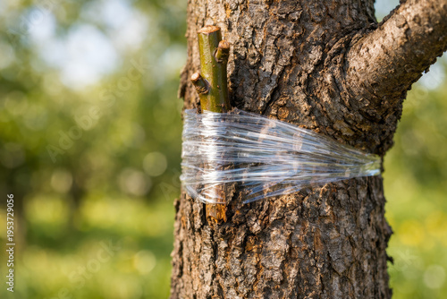 Grafted fruit tree scion secured with plastic wrap in garden