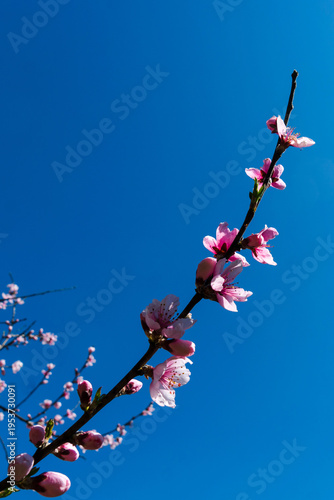 Peach flowers on a branch on a blue background