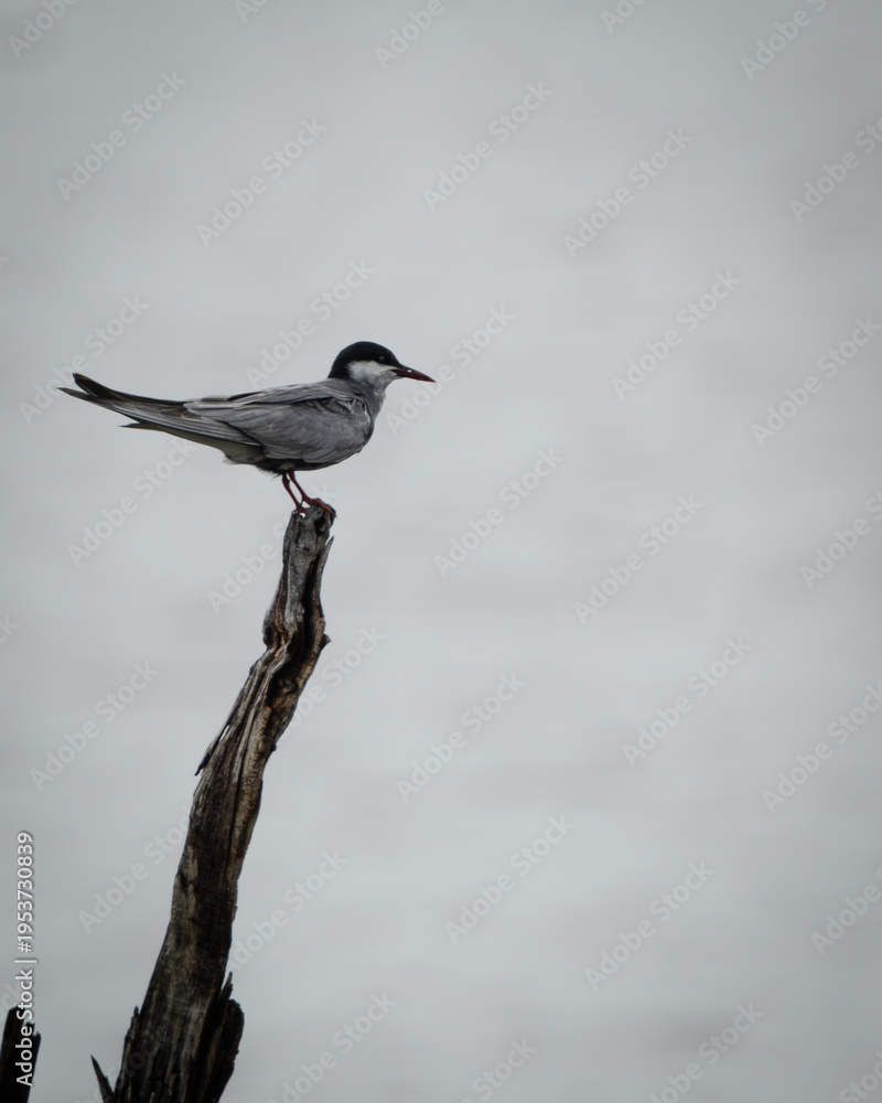 Fototapeta premium Solitary tern resting on the tip of a dead branch above calm water, silhouetted against a soft overcast sky. The minimalist composition and natural setting make this image ideal for themes of wetland