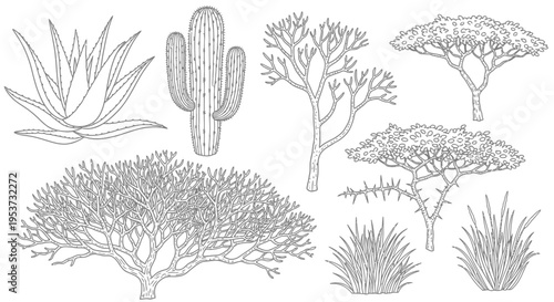 Monochrome Botanical Sketches of Desert Cacti and Shrubs in Tight Line Art.