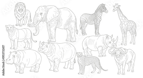 Collection of Equine and Other Animal Line Drawings for Illustration Use.