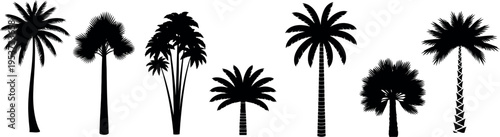 Silhouettes of diverse palm trees in a tropical theme arrangement