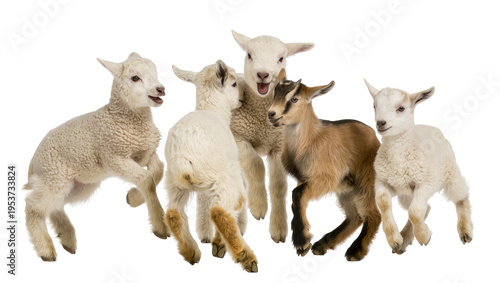 Bild auf Leinwand Lively group of five young farm animals, including four fluffy lambs and one pla