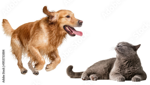 Photos Energetic wet golden retriever dog jumping with water droplets, and a serene gre