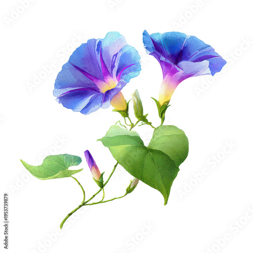Morning glory flowers in blue and purple colors with green leaves against a white background