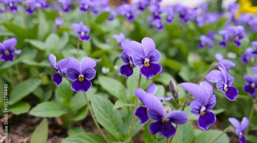 purple (violet) flowers in a garden