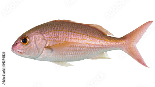 Fotografie Detailed studio shot of a vibrant red snapper fish, a beautiful marine creature