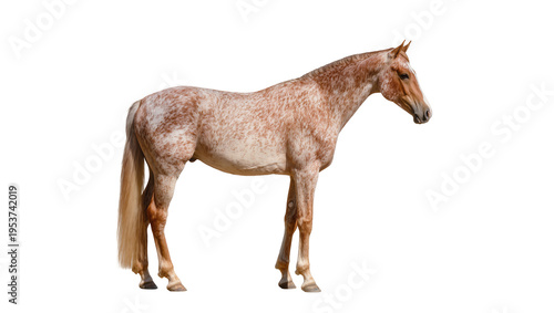 Foto Majestic red roan Appaloosa horse standing in full side profile, its unique spot