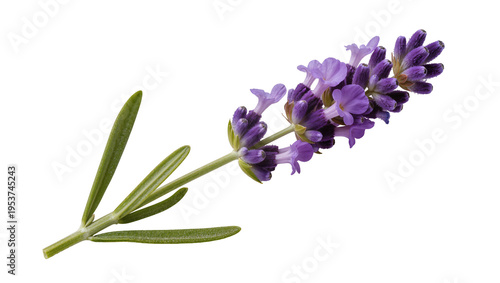 Fotografia Fresh aromatic lavender sprig with vibrant purple blossoms and slender green lea