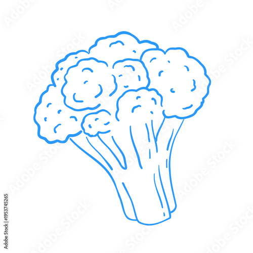 Linear drawing of broccoli. Mediterranean linear vector vegetable clipart for design.