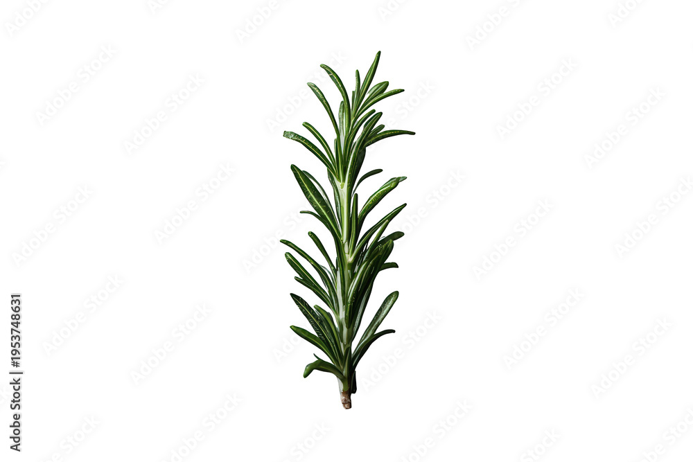 Fototapeta premium Rosemary sprig showing vibrant green needles, a fresh aromatic herb used for flavoring meals and promoting wellbeing
