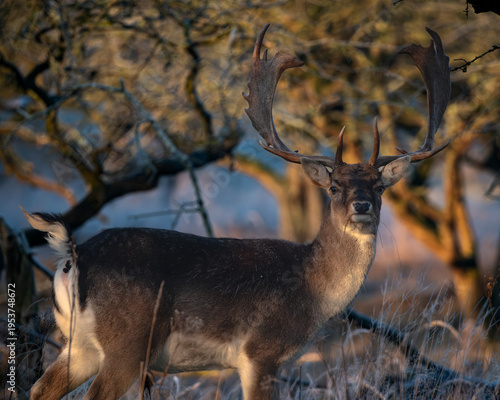 Fotografie Rear view of a powerful fallow deer stag standing in tall dry grass during golden hour