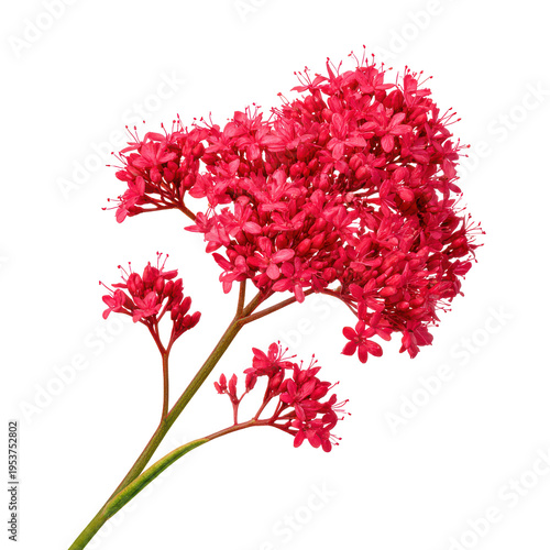 A cluster of bright pink flowers stands out against a plain white background
