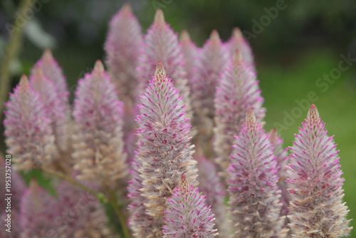 pink mulla