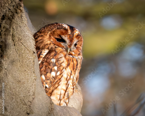 Photos Tawny owl perched quietly in a natural tree hollow, partially framed by textured bark