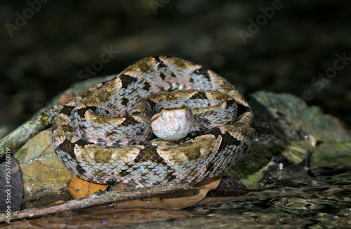 Fer-de-lance or terciopelo snake (Bothrops asper) on a rock in water stream at night, Corcovado National Park, Osa Peninsula, Costa Rica.