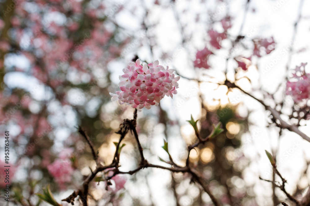 Naklejka premium Cluster of pink Viburnum bodnantense flowers in spring