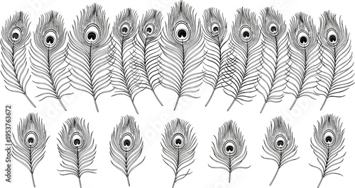 Peacock feather illustration collection with detailed line art, decorative exotic bird plumage, black and white elegant nature design set