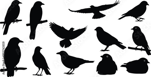 Black silhouettes of various birds on white background bird silhouettes black birds flying birds perched birds