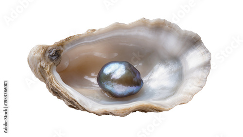 Luxurious dark iridescent pearl nestled within an open oyster shell, isolated on a transparent background, a symbol of ocean beauty PNG