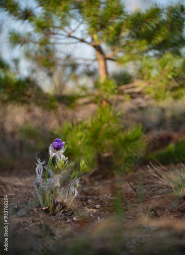 pasqueflower in pinery