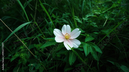 A delicate white flower with light pink hues blooms among lush green grass and foliage in a serene and natural outdoor setting, evoking beauty and tranquility.