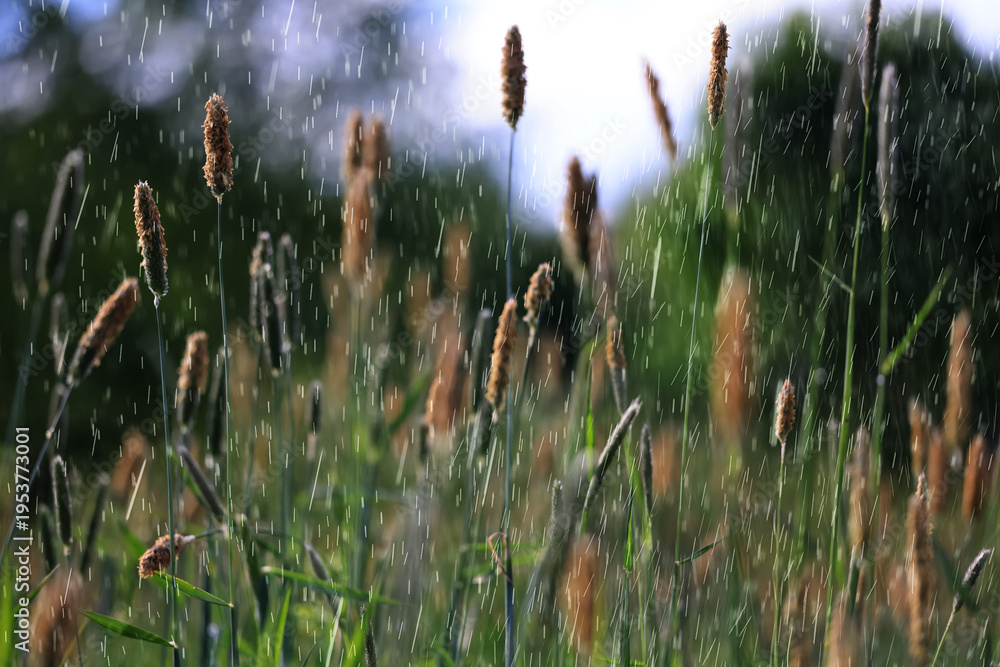 Obraz premium summer rain on the background of green grass, drops in motion background of fresh nature