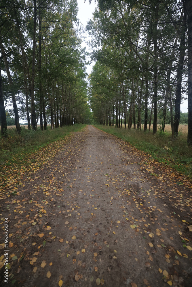 Fototapeta premium Seasonal photo, autumn view of nature in a city park, background