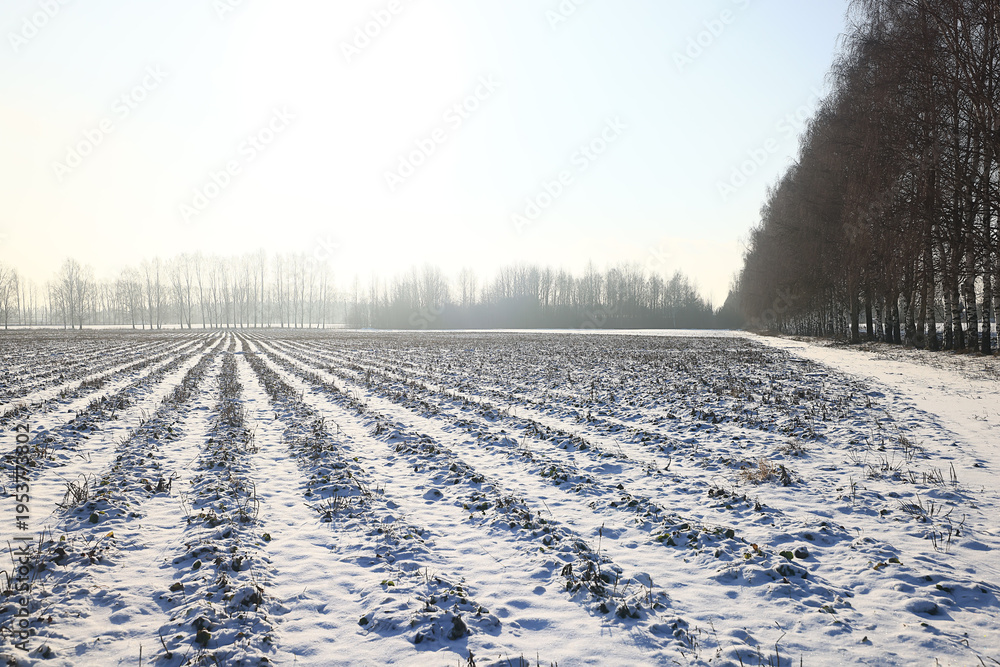 Fototapeta premium Winter field landscape with no people, abstract winter view