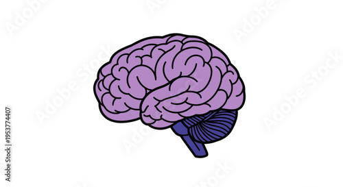 Anatomical Illustration of the Human Brain in Profile View against a White Background