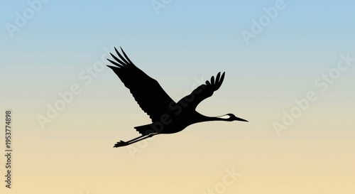 Silhouette of a crane bird in flight against a gradient sky.
