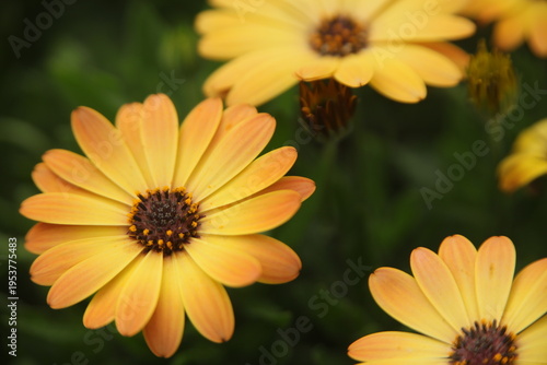 osteospermum