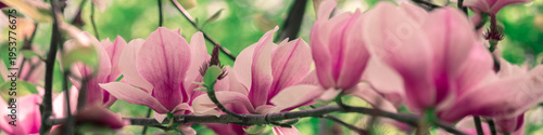 Blossoming magnolia flowers. Springtime.