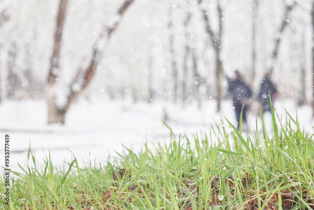 Fototapeta premium cold snap, change in weather, green grass covered with snow, snowfall in spring or the first snow in autumn