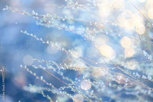 sunny bokeh background in winter park, sunny day abstract nature background