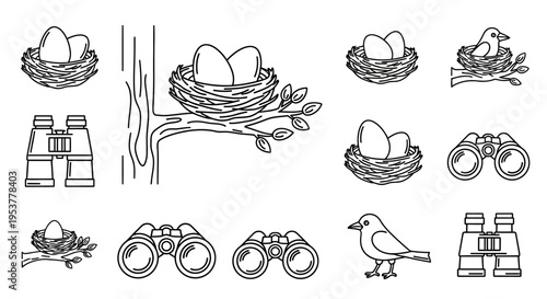 Birds Nest Eggs and Bird Watching.