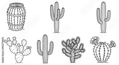 Cactus plants in various shapes.