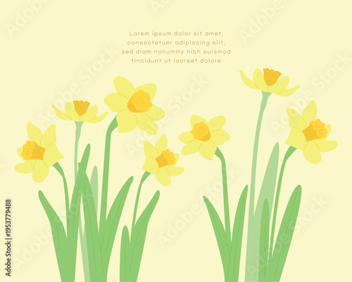 Vector illustration of yellow daffodil flowers blooming on a soft yellow background with text space. Flat floral design for spring season banners and greeting cards.