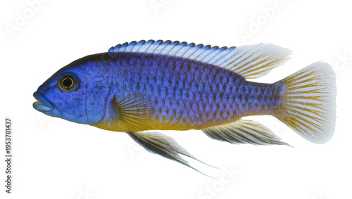 Fotografie Vibrant blue and yellow cichlid fish, a beautiful freshwater aquarium species, c