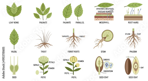 Detailed plant parts and structures.