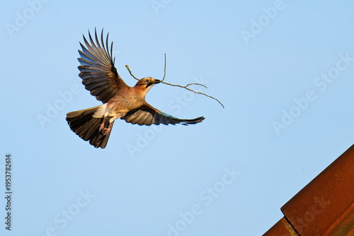 Eichelhäher beim Nestbau an einem Dach