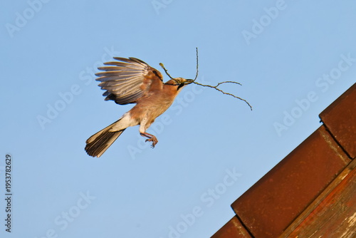 Eichelhäher beim Nestbau an einem Dach
